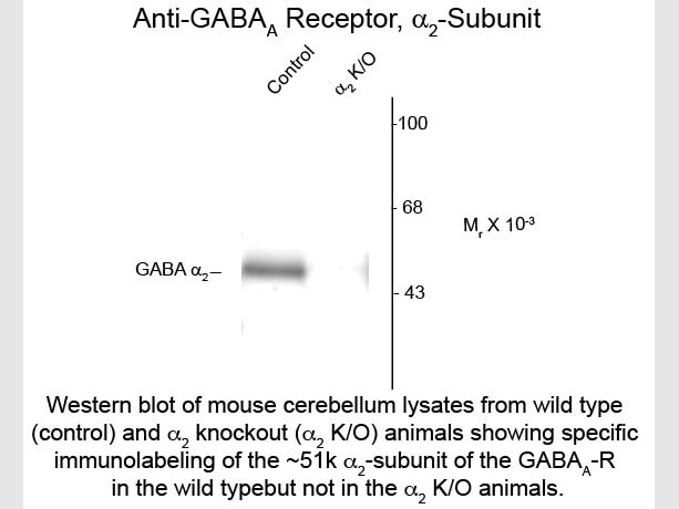 Western Blot of Anti-GABA(A) Receptor alpha 2 (Rabbit) Antibody - 600-401-D45