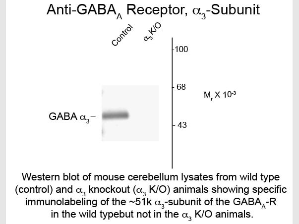Western Blot of Anti-GABA(A) Receptor alpha 3 (Rabbit) Antibody - 600-401-D46