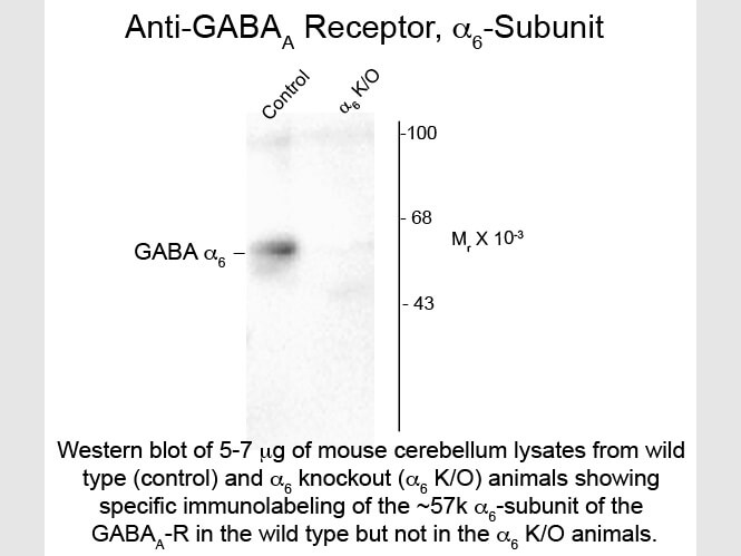 Western Blot of Anti-GABA(A) Receptor alpha 6 (Rabbit) Antibody - 600-401-D48