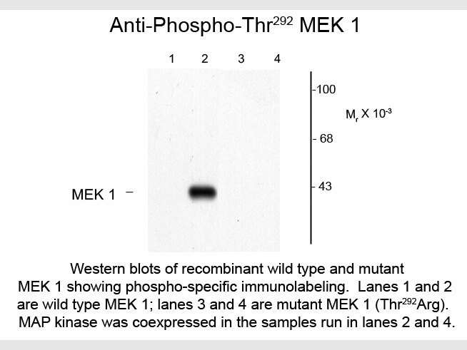 Western Blot of Anti-MEK1 pT292 (Rabbit) Antibody - 600-401-D72