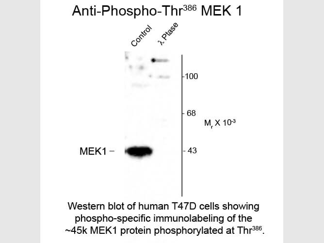 Western Blot of Anti-MEK1 pT386 (Rabbit) Antibody - 600-401-D73