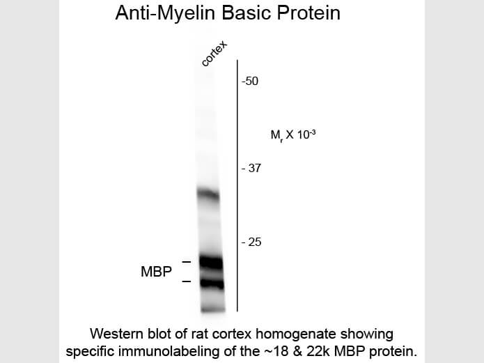 Western blot of Anti-Myelin Basic Protein (MBP) (Chicken) Antibody - 200-901-D81