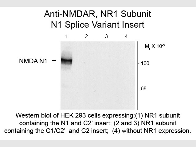 Western blot of Anti-NMDA R1, Splice Variant N1 (Rabbit) Antibody - 600-401-D88