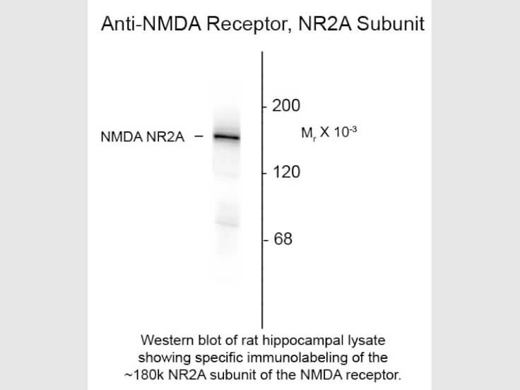Western blot of Anti-NMDA R2A (Rabbit) Antibody - 612-401-D89