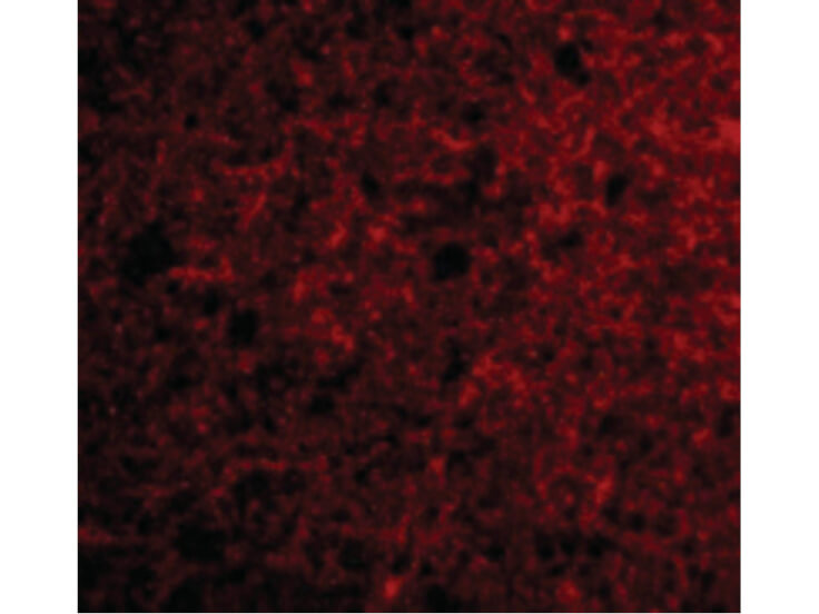Immunofluorescence of Neurotrypsin Antibody