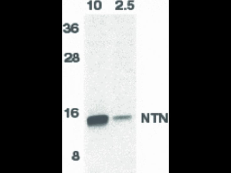 Western Blot of Neurturin Antibody