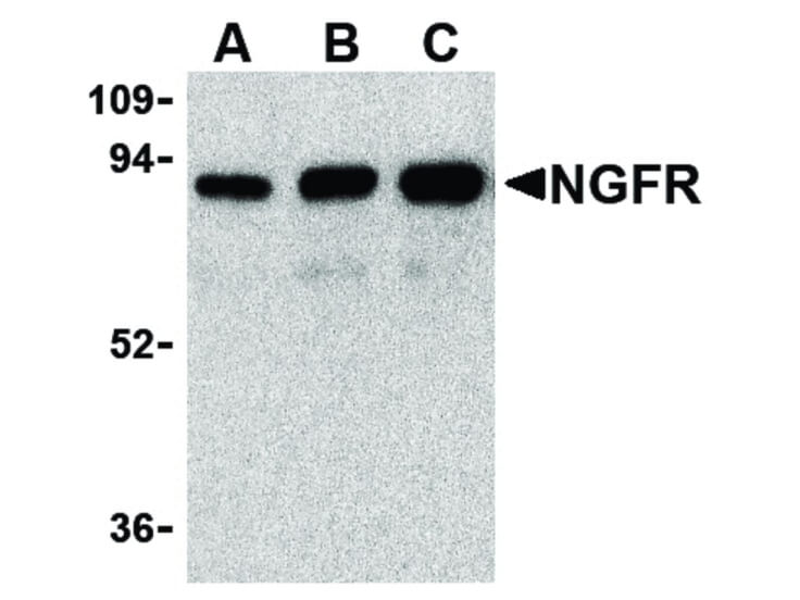 Western Blot of NGFR Antibody