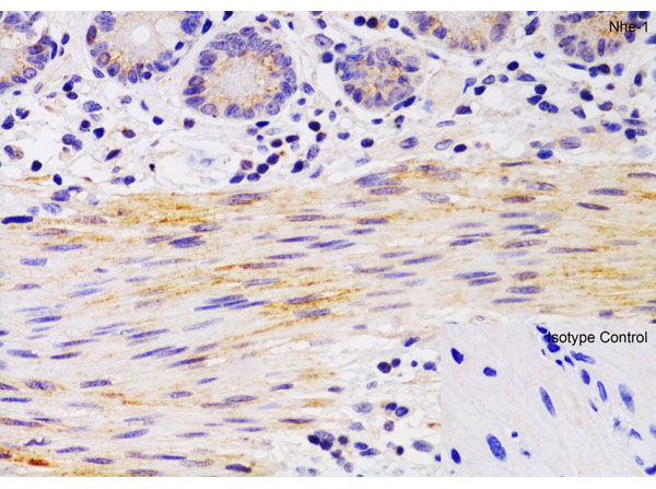Immunohistochemistry of Nhe-1