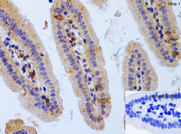 Immunohistochemistry of Nhe-1