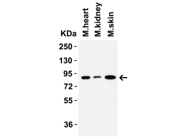 Western Blot of Nhe1