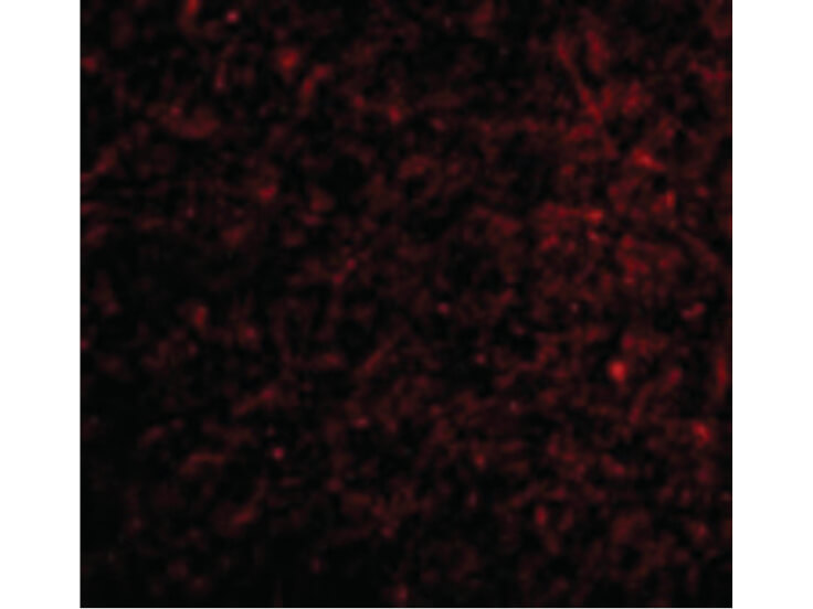 Immunofluorescence of Nicastrin Antibody
