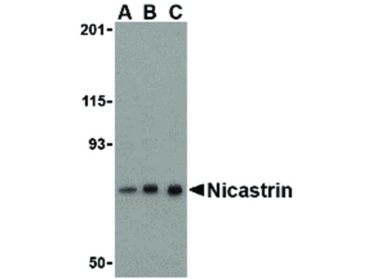 Western Blot of Nicastrin Antibody
