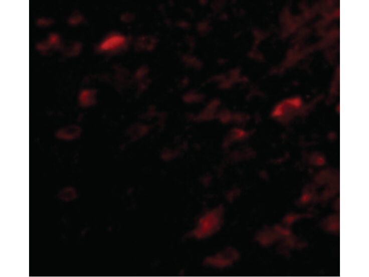 Immunofluorescence of NIPSNAP3A Antibody