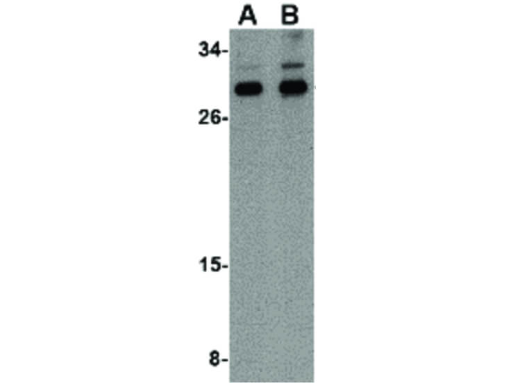 Western Blot of NIPSNAP3B Antibody