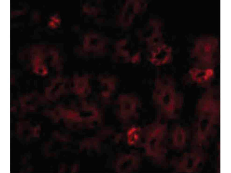 Immunofluorescence of NOTUM Antibody