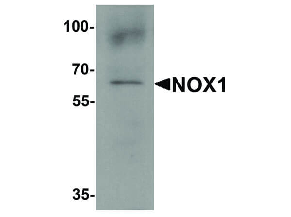 Western Blot of NOX1 Antibody