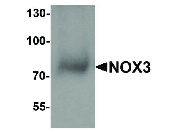 Western Blot of NOX3 Antibody