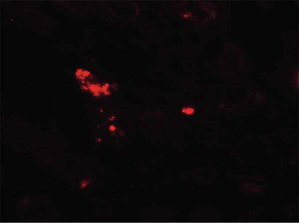 Immunofluorescence of NOX3 Antibody