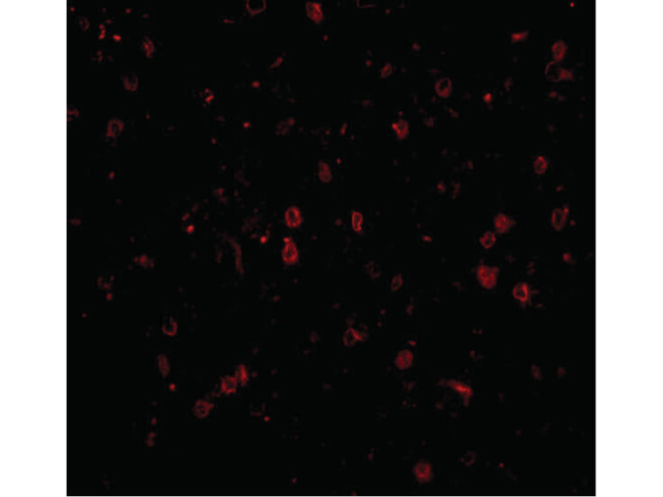 Immunofluorescence of NPAS3 Antibody