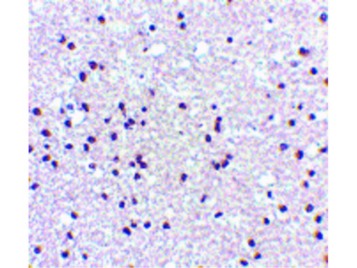 Immunohistochemistry of NPAS3 Antibody