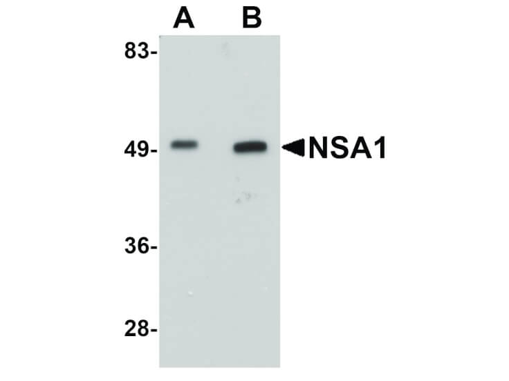 Western Blot of NSA1 Antibody
