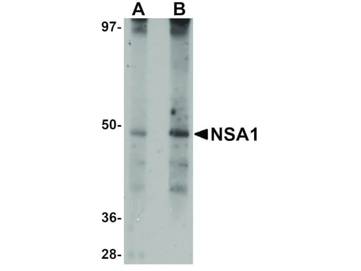 Western Blot of NSA1 Antibody