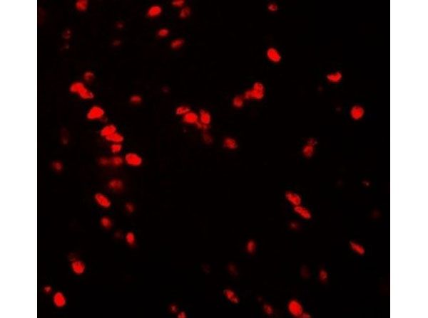 Immunofluorescence of Nucleobindin-2