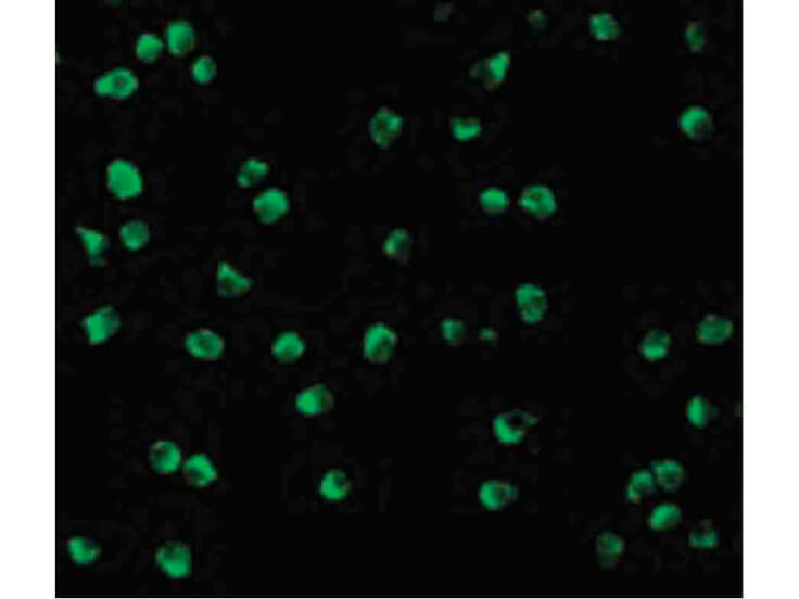 Immunofluorescence of Nudel Antibody