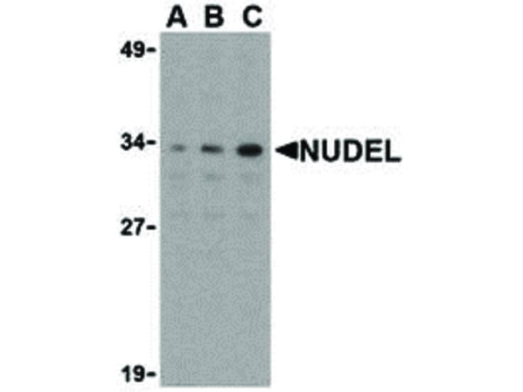 Western Blot of Nudel Antibody