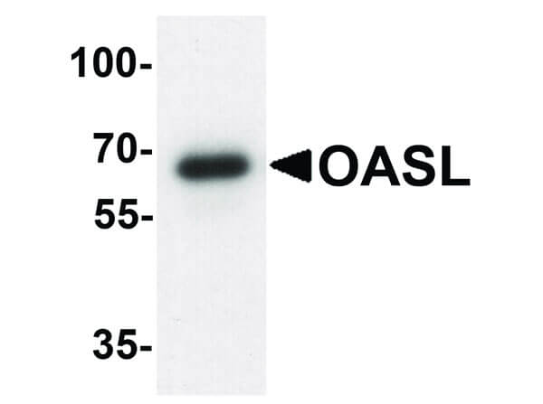 Western Blot of OASL Antibody