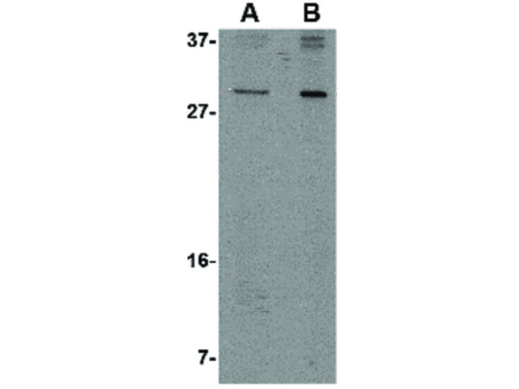 Western Blot of OCC-1 Antibody