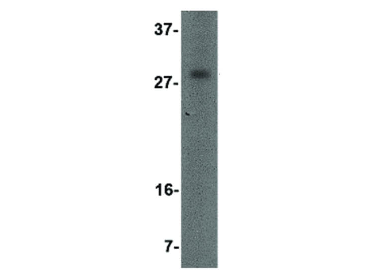 Western Blot of OCC-1 Antibody