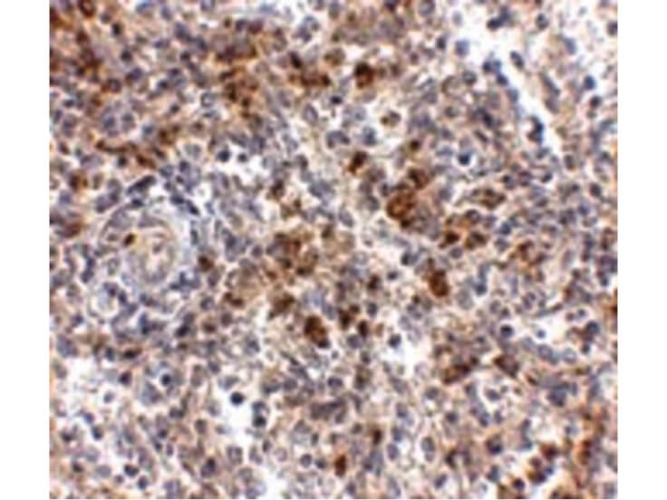 Immunohistochemistry of OCC-1 Antibody