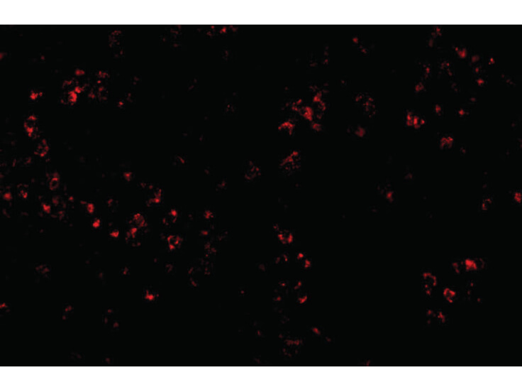 Immunofluorescence of OCC-1 Antibody