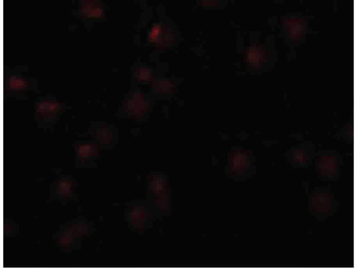 Immunofluorescence of OCIAD2 Antibody