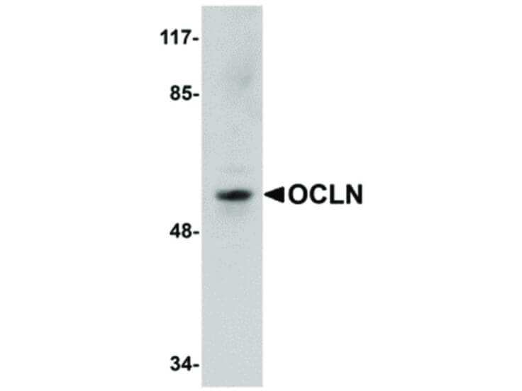 Western Blot of OCLN Antibody
