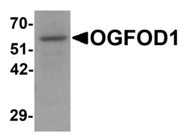 Western blot analysis of OGFOD1