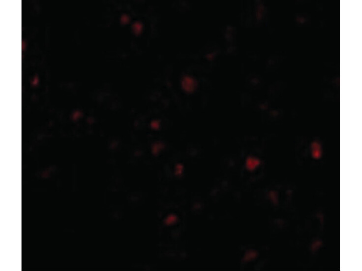 Immunofluorescence of ORAI3 Antibody