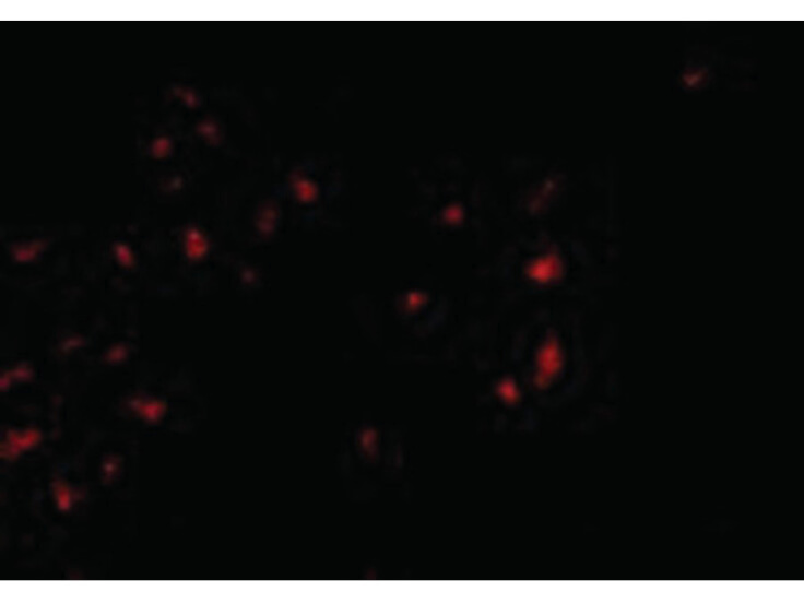 Immunofluorescence of OVGP1 Antibody