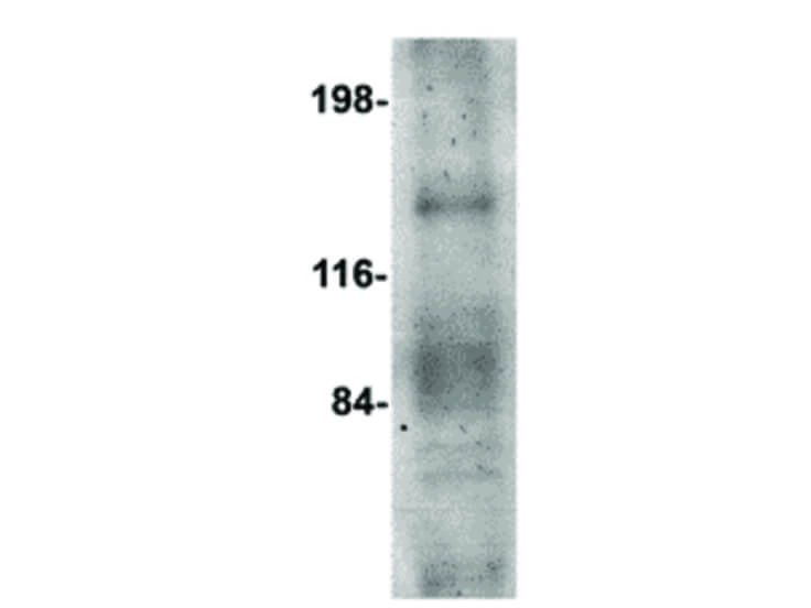 Western Blot of OVGP1 Antibody