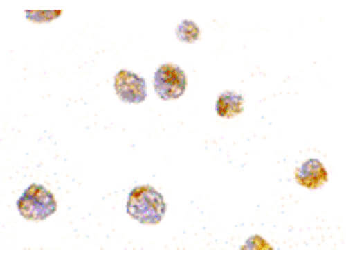 Immunocytochemistry of p53AIP1 Antibody