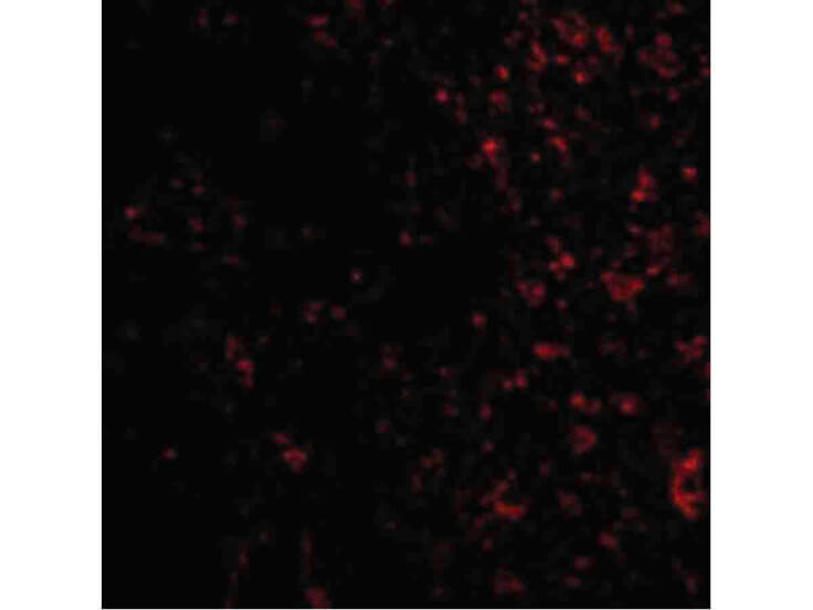 Immunofluorescence of PAK4 Antibody