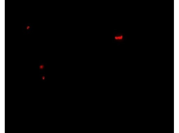 Immunofluorescence of PANX1