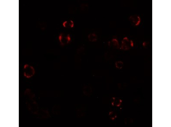 Immunofluorescence of Paralemmin 3