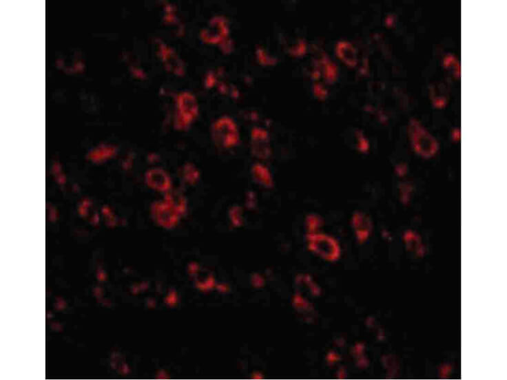 Immunofluorescence of PCDH18 Antibody