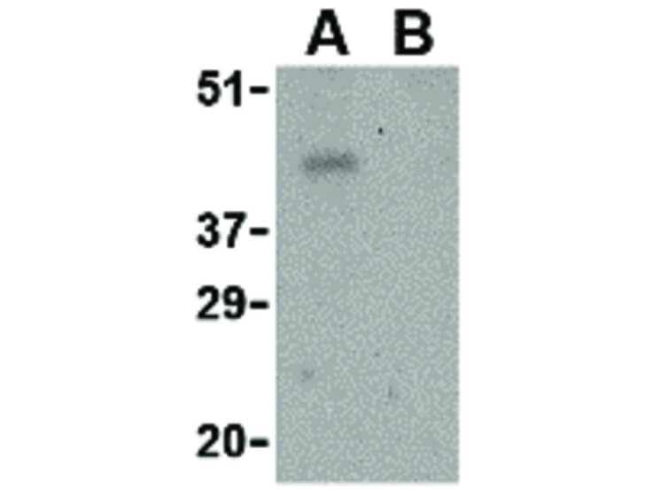 Western Blot of PDL-1 Antibody