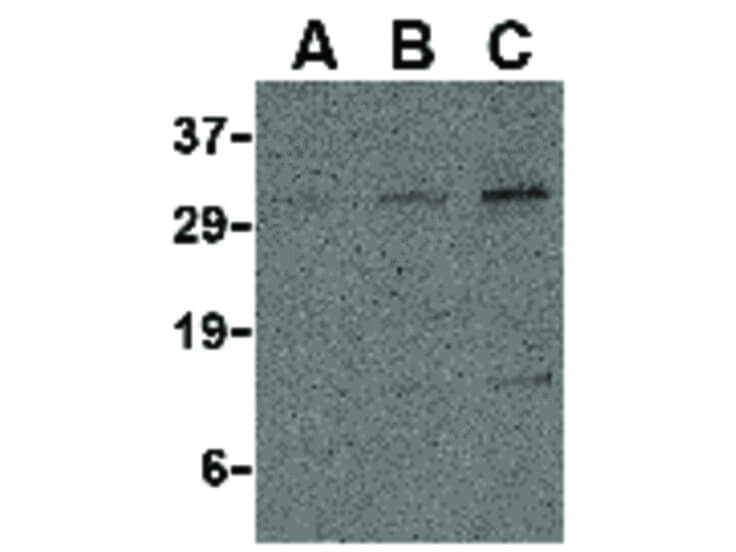 Western Blot of PDL-2 Antibody