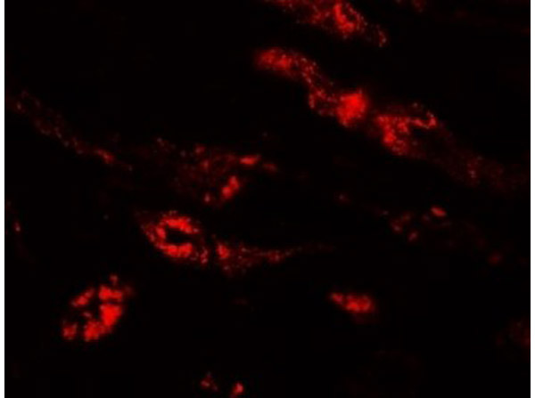 Immunofluorescence of PEAR1