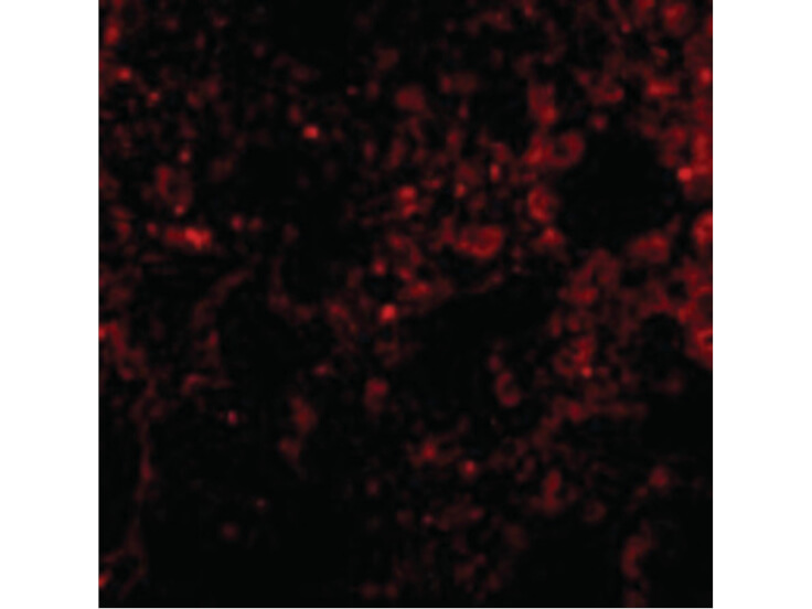 Immunofluorescence of PEN2 Antibody