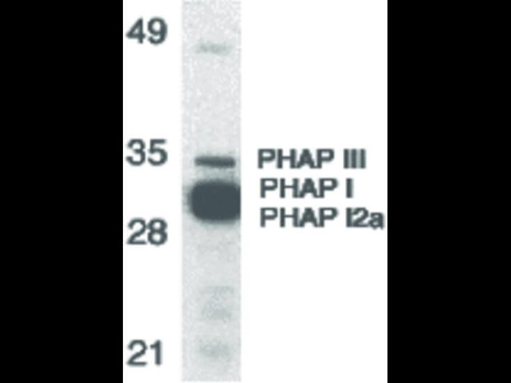 Western Blot of PHAP Antibody